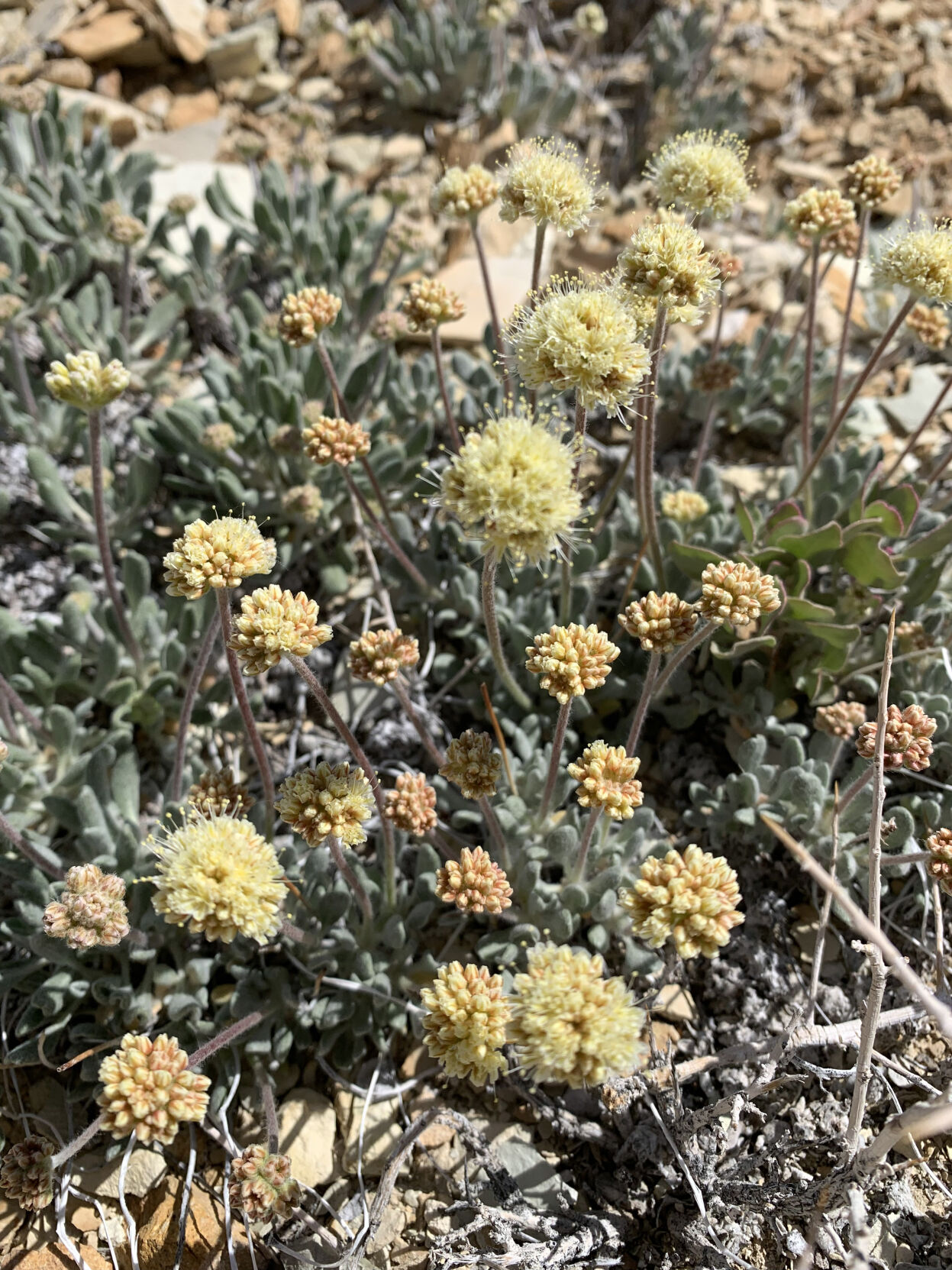 Rhyolite Ridge - Flowering Tiehm’s buckwheat